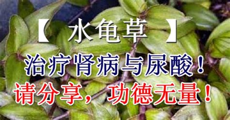 水龜草禁忌|蕭文雄／水龜草可以治腎病嗎？有副作用嗎？